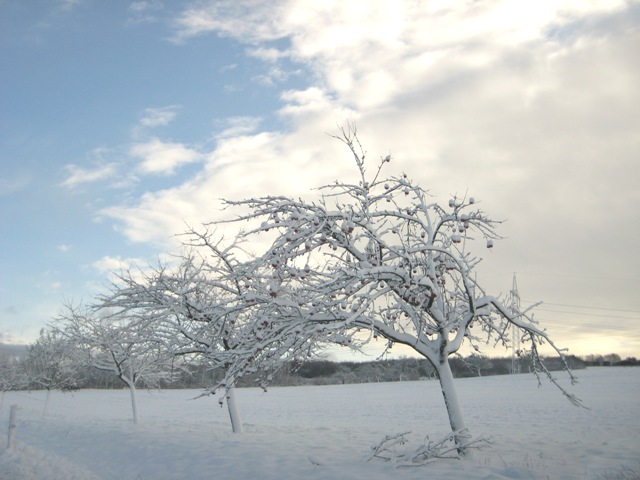 Winterlandschaft mit 3 Bäumen und blauem Himmel